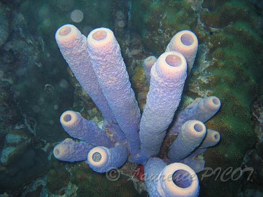 Aplysina archeri .JPG